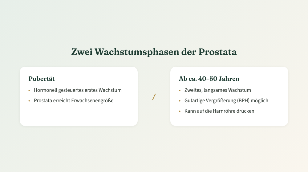 Vergleich der zwei Wachstumsphasen der Prostata: Pubertät und ab 40 bis 50 Jahren